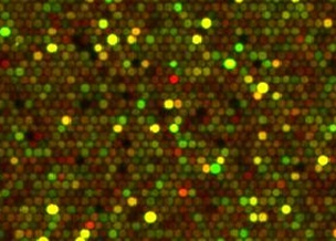 Array CGH